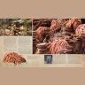 Книга Артбук The Dark Crystal: The Ultimate Visual History Тёмный кристалл